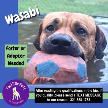 Wasabi -  Hound Dog for Adoption in Kissimmee, Florida - Wasabi | PetCurious