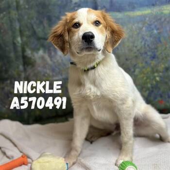 NICKLE -  Great Pyrenees and Mixed Breed Dog for Adoption - NICKLE | PetCurious