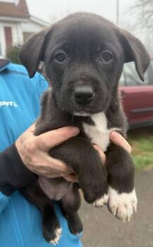 Border Collie Dogs Available for Adoption - Mercedes | PetCurious