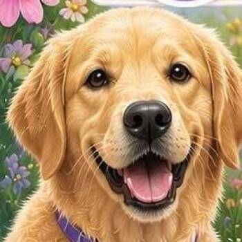 Goku -  Cocker Spaniel Dog for Adoption in Lake Jackson, Texas - Goku | PetCurious