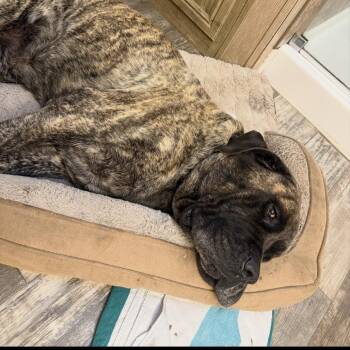 Mastiff Dogs Available for Adoption - *Courtesy Listing - Rajah | PetCurious
