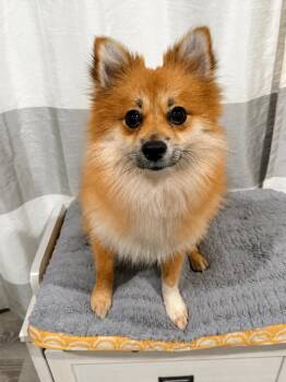 Skippy -  Pomeranian Dog for Adoption in Godfrey, Illinois - Skippy | PetCurious