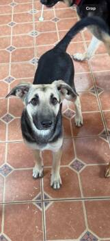 Dolly (4mo PUPPY) -  German Shepherd Dog Dog for Adoption in Greeneville, Tennessee - Dolly (4mo PUPPY) | PetCurious