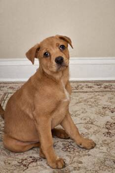 Shar Pei and Chow Chow Dogs Available for Adoption - Jia | PetCurious