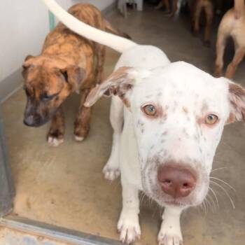 Diva -  Labrador Retriever and English Pointer Dog for Adoption in Melbourne, Arkansas - Diva | PetCurious