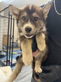 Edith -  Shepherd and Mixed Breed Dog for Adoption in Calgary, Alberta - Edith | PetCurious