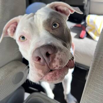 Pretty -  Pit Bull Terrier Dog for Adoption in Charlottesville, Virginia - Pretty | PetCurious