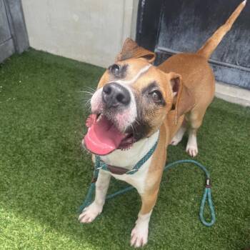 Naruto 3596 -  Boxer and Mixed Breed Dog for Adoption in Loxahatchee Groves, Florida - Naruto 3596 | PetCurious