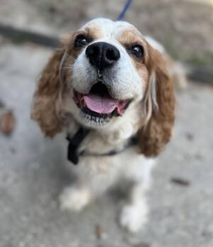 Ozzy -  Cavalier King Charles Spaniel Dog for Adoption in Navarre, Florida - Ozzy | PetCurious