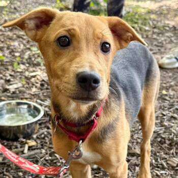 Gracie -  Hound and Terrier Dog for Adoption in Bloomfield, Connecticut - Gracie | PetCurious