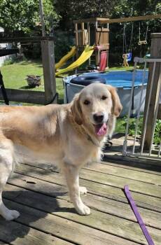 Mila -  Golden Retriever and Labrador Retriever Dog for Adoption in Bancroft, Ontario - Mila | PetCurious