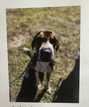 Hound and Mixed Breed Dogs Available for Adoption in Palm Coast, Florida - Zepher | PetCurious