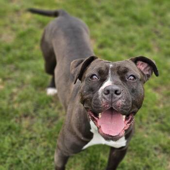 American Bulldog Dogs Available for Adoption in Bowmanville, Ontario - Poppy | PetCurious