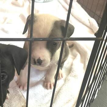 Maverick Kid -  Pit Bull Terrier Dog for Adoption in Chicago, Illinois - Maverick Kid | PetCurious
