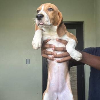 2679 aka Wheezie -  Beagle Dog for Adoption in Loxahatchee Groves, Florida - 2679 Aka Wheezie | PetCurious
