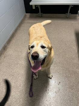 Cream / Maverick -  Labrador Retriever Dog for Adoption in Troy, Ohio - Cream / Maverick | PetCurious
