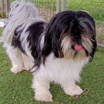 Harmony — the little lovebug who lives up to her name -  Shih Tzu Dog for Adoption in Houston, Texas - Harmony — The Little Lovebug Who Lives Up To Her Name | PetCurious