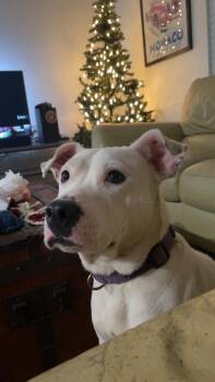 Rescue Mixed Breed Dogs for Adoption in Houston, Texas - River 1 | PetCurious