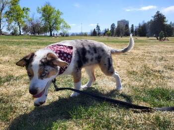 Australian Shepherd Dogs Available for Adoption in Denver, Colorado - Pongo | PetCurious