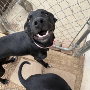 Rescue Black Labrador Retriever Dogs for Adoption in Littleton, Colorado - Roxy 2 | PetCurious