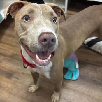 Meadow -  Mixed Breed Dog for Adoption in Dekalb, Illinois - Meadow | PetCurious