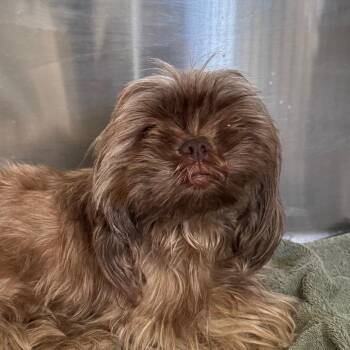 Lilac -  Shih Tzu and Pekingese Dog for Adoption in Houston, Texas - Lilac | PetCurious