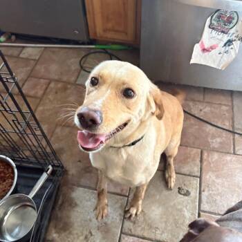 Bella -  Chocolate Labrador Retriever Dog for Adoption in Tulsa, Oklahoma - Bella | PetCurious