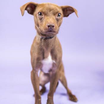 James -  Chihuahua Dog for Adoption in Portland, Oregon - James | PetCurious