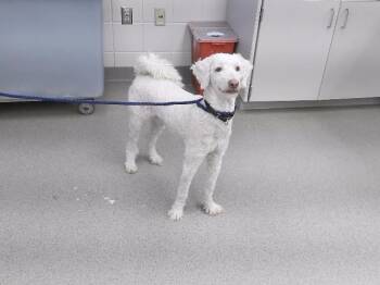 LOUI -  Poodle and Labrador Retriever Dog for Adoption in Omaha, Nebraska - LOUI | PetCurious