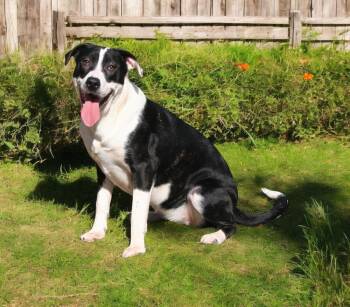Rescue Shepherd Dogs for Adoption in Pulaski, Tennessee - Pandy | PetCurious