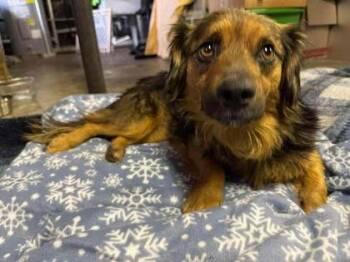 Terrier Dogs Available for Adoption - Honey Girl | PetCurious