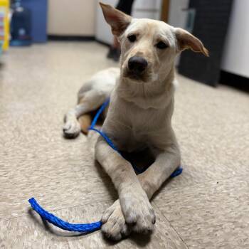 Yellow Labrador Retriever Dogs Available for Adoption in Bullhead City, Arizona - DOG 05/04/2026 | PetCurious