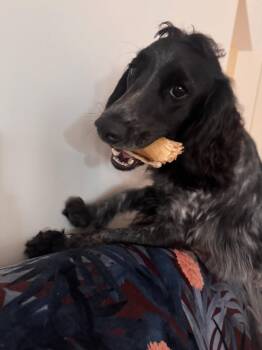 Soot -  Cocker Spaniel Dog for Adoption in Austin, Texas - Soot | PetCurious