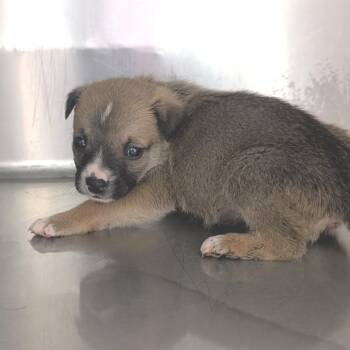 Shepherd Dogs Available for Adoption - Darla | PetCurious