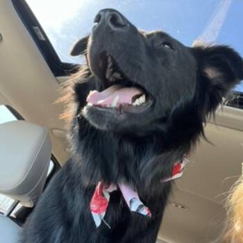 Floki -  Collie and Australian Shepherd Dog for Adoption in Abbotsford, British Columbia - Floki | PetCurious