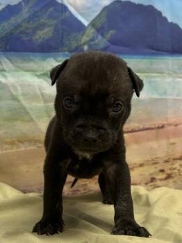 Fabian -  Terrier and Mixed Breed Dog for Adoption in San Antonio, Texas - Fabian | PetCurious