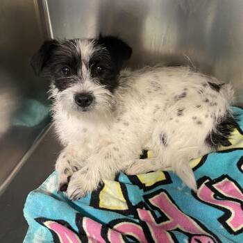 Denver -  Mixed Breed Dog for Adoption in Memphis, Tennessee - Denver | PetCurious