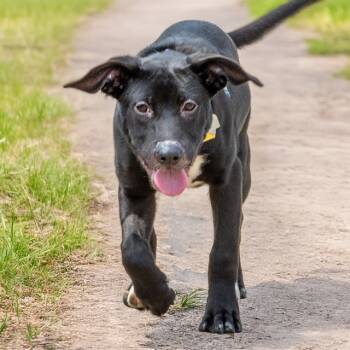 Rescue Labrador Retriever and Mixed Breed Dogs for Adoption in St. Louis, Missouri - SANDIE | PetCurious