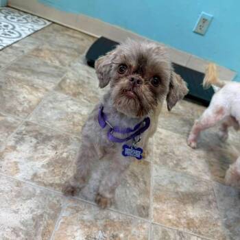 Shih Tzu Dogs Available for Adoption in Boerne, Texas - Gemma | PetCurious