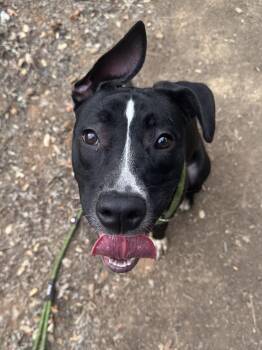Salem -  Border Collie Dog for Adoption in Sonora, California - Salem | PetCurious