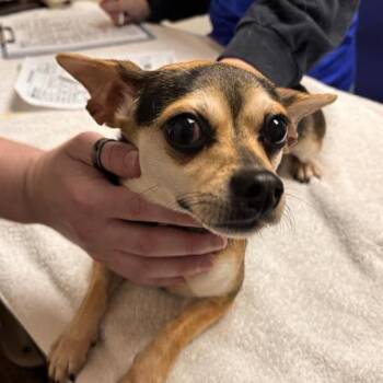 Chihuahua Dogs Available for Adoption - Winifred | PetCurious
