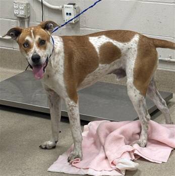 BOING -  American Staffordshire Terrier and Australian Cattle Dog Blue Heeler Dog for Adoption in Grand Prairie, Texas - BOING | PetCurious