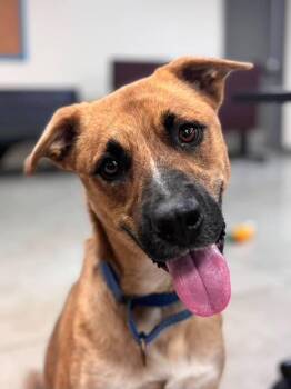 Rescue Shepherd Dogs for Adoption in Mason City, Iowa - Oxford | PetCurious