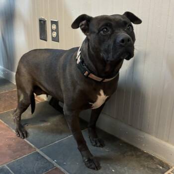 Ellie -  American Staffordshire Terrier and Mixed Breed Dog for Adoption in Laurel, Mississippi - Ellie | PetCurious