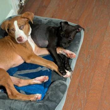 Benz -  Labrador Retriever and Pit Bull Terrier Dog for Adoption in Sanford, North Carolina - Benz | PetCurious