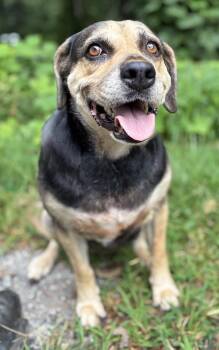 Bean -  Terrier Dog for Adoption in Clarkesville, Georgia - Bean | PetCurious