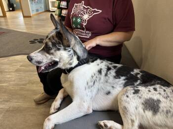 Rescue Catahoula Leopard Dog and Husky Dogs for Adoption in Roundup, Montana - HIGHBROW- JJ (ALGONA IOWA) | PetCurious