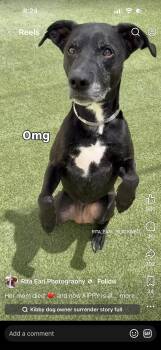 Kippy -  Labrador Retriever and Pit Bull Terrier Dog Available for Adoption in San Diego, California - Kippy | PetCurious