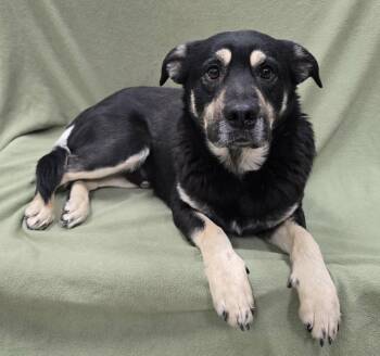 Mixed Breed Dogs Available for Adoption - Kingston | PetCurious