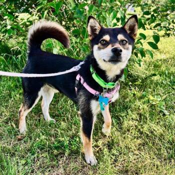 Coconut -  Shiba Inu Dog for Adoption in State College, Pennsylvania - Coconut | PetCurious
